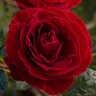 Rosa Floribunda Cherrytini Rose