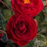 Rosa Floribunda Cherrytini Rose
