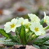Primula Vulgaris Primrose