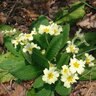 Primula Vulgaris Primrose