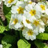 Primula Vulgaris Primrose