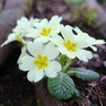 Primula Vulgaris Primrose