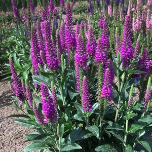 Veronica Spicata Purplegum Candles Speedwell True 1 gal. Container