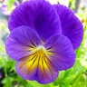 Viola X Celestial Northern Lights Horned Violet