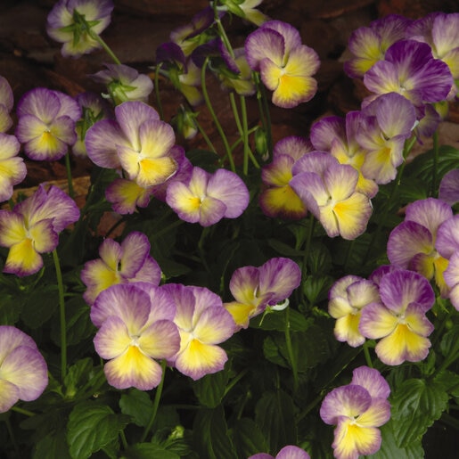 Viola X Celestial Starry Night Horned Violet | SiteOne US