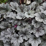 Heuchera X Smoke and Mirrors Coral Bells
