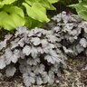 Heuchera X Smoke and Mirrors Coral Bells