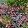 Heuchera X Smoke and Mirrors Coral Bells