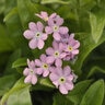 Myosotis Sylvatica Mon Amie Pink Forget-Me-Not