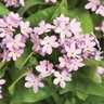 Myosotis Sylvatica Mon Amie Pink Forget-Me-Not