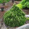 Pinus Heldreichii (Leucodermis) Banderica Bosnian Pine