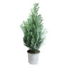 Chamaecyparis lawsoniana Moonlit Port Orford Cypress 6 in. Container