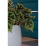 Pot Orb M Gray Washed 19 in. x 17 in.