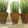 Pot PlantPak Plastec Saucer Oval Clear 4 in. x 14 in.