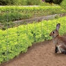 Rabbit Guard Fencing Galvanized 36 in. x 50 ft.