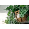 Everspring Hanging Basket Drip Pan Clear Vinyl 12-14 in.