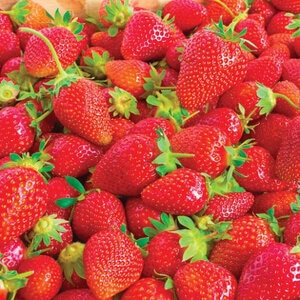 Fragaria Bulb Ozark Beauty Strawberry 100 Count Bag