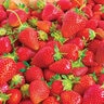 Fragaria Bulb Ozark Beauty Strawberry 100 Count Bag