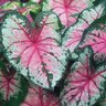 Caladium Bulb Fancy Leaf Cherry Blossom Angel Wings