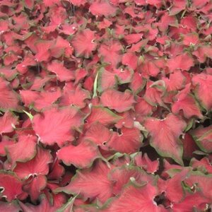 Caladium Bulb Strap Leaf Red Ruffles Angel Wings Each