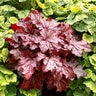 Heuchera x Peach Smoothie Coral Bells
