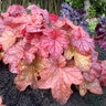 Heuchera x Peach Smoothie Coral Bells