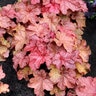 Heuchera x Peach Smoothie Coral Bells