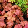 Heuchera x Peach Smoothie Coral Bells