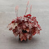 Heuchera x Peach Smoothie Coral Bells