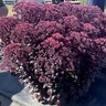 Sedum X Nova Cherry Fizz Stonecrop