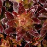 Sedum X Nova Cherry Fizz Stonecrop