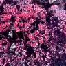 Sedum X Nova Cherry Fizz Stonecrop