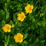 Ranunculus Repens Creeping Buttercup