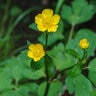 Ranunculus Repens Creeping Buttercup