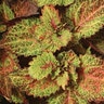 Coleus scutellarioides ChargedUp Indian Summer Coleus