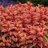 Coleus scutellarioides ChargedUp Indian Summer Coleus