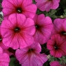 Petunia x Calibrachoa Hybrid SuperCal Premium Purple Dawn Petchoa