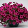 Petunia x Calibrachoa Hybrid SuperCal Premium Purple Dawn Petchoa