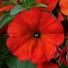 Petunia x Calibrachoa Hybrid SuperCal Permium Red Maple Petchoa