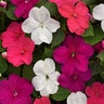 Impatiens walleriana Beacon Portland Mixture Impatiens