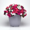 Impatiens walleriana Beacon Portland Mixture Impatiens