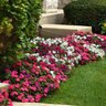 Impatiens walleriana Beacon Portland Mixture Impatiens