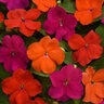 Impatiens walleriana Beacon Sanibel Mixture Impatiens