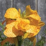 Canna x generalis Cannova Gold Leopard Canna Lily