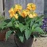 Canna x generalis Cannova Gold Leopard Canna Lily
