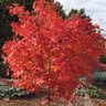 Acer x Psedosieboldianum Pacific Rim Final Fire Korean Maple