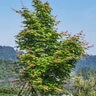 Acer x Psedosieboldianum Pacific Rim Final Fire Korean Maple