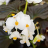 Begonia X Benariensis Big White Bronze Leaf Begonia