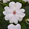 Impatiens Hybrida Solarscape White Pearl Interspecific Impatiens