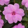 Impatiens hybrida Solarscape XL Lilac Spark Interspecific Impatiens